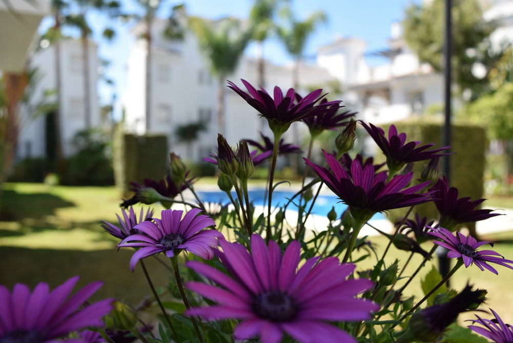 Apartamentos Y Casas Serinamar Marbella El Angel Exterior photo